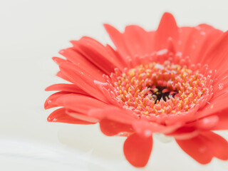 水に浮かべた赤いガーベラの花のアップ77