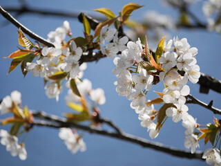 Prunus jamasakura cherry blossoms at Cheam Lake Wetlands Regional Park during a spring season in Rosedale, Fraser Valley, British Columbia, Canada