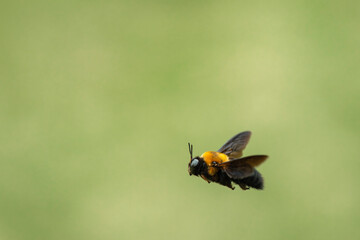 野原の上空を飛翔するクマバチ