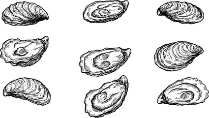 Oyster shells vector collection with detailed hand-drawn style seafood illustrations for culinary and marine themes 