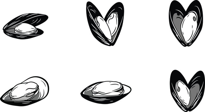 Hand drawn black and white clam shell vector illustrations in various opened and closed states for seafood design and nature themes 
