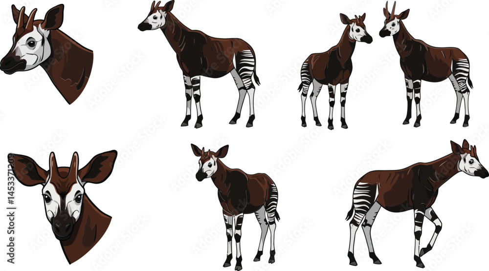 Poster okapi animal illustration set showing various poses and profile views of okapi in natural style vect