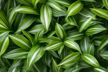 Naklejka premium Observe Vibrant Green Leaves Texture Background Close Up Photography In Macro Pattern