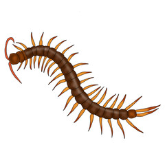 A drawing of a centipede, a poisonous animal.