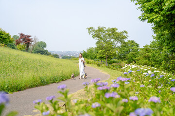 On a summer morning in a park with blooming hydrangeas, a Japanese woman in her 30s walks two...