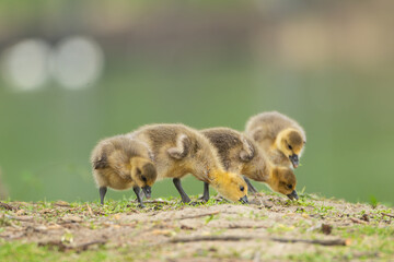 Goslings of greylag goose or graylag goose - Anser anser grazing on ground at green background. Photo from Milicz Ponds in Poland.	