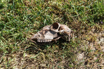 A sheep's skull with remnants of soft tissues lying in the green grass and illuminated by sunlight