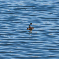 A square photo of a pair of great crested grebe (Podiceps cristatus) in mating plumage, who perform a mating dance on the water, curiously bending their necks and tilting their heads.