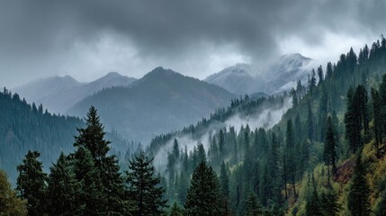 Fototapeta premium Misty Mountain Forest Landscape with Evergreen Trees and Overcast Sky in the Pacific Northwest