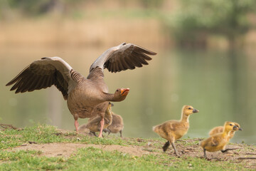 Greylag geese or graylag geese - Anser anser female chasing away not her goslings on ground at green background. Photo from Milicz Ponds in Poland