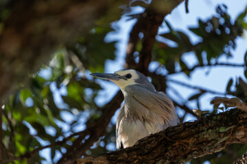 White-faced heron
