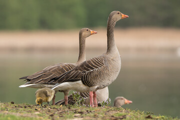 Greylag geese or graylag geese - Anser anser gosling crazing on meadow with adults. Photo from Milicz Ponds in Poland.