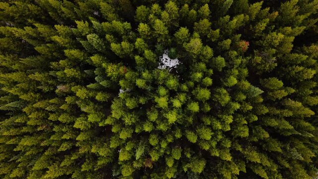 drone view of a pine forest in BC.