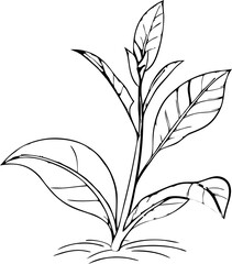 vector illustration of a plant
