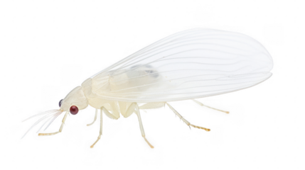 fly isolated on white