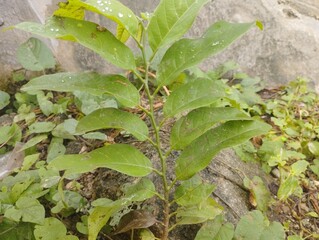 green leaves in a garden