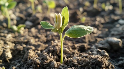 A Tiny Sprout Emerging from the Earth: A Symbol of New Life and Growth