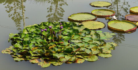 Lotus in the pond