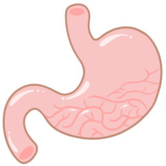 Anatomy of the stomach  Pastel Cute