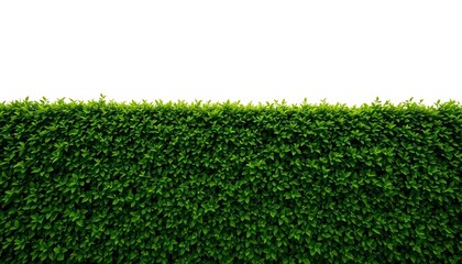 Lush green hedge wall, thick and vibrant, perfectly isolated on pure white background, natural, flora