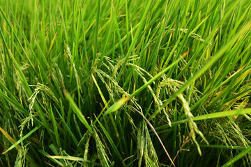 green grass background
