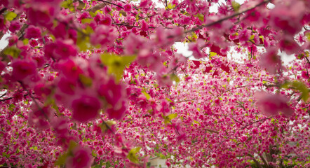 pink flowers background