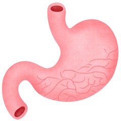 Anatomy of the stomach Virtual