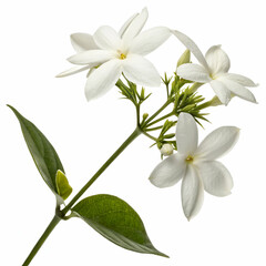 Fototapeta premium Jasmine 3D rendered flower perfectly isolated on a white background with soft white petals and intricate details 