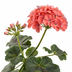 Geranium 3D rendered flower isolated on a white background with vibrant petals and intricate realistic details
