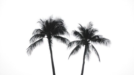 Palm trees silhouette white background