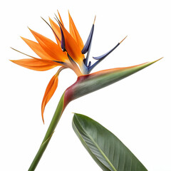 Obraz premium Bird of Paradise 3D rendered flower vividly isolated on a white background with exotic petals and vibrant 