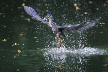 Striated Heron, Butorides striata, Green-backed heron diving and catching fish in water pond in forest park, it is a small, squat water bird with short legs, fish prey in bird mount, walk on water