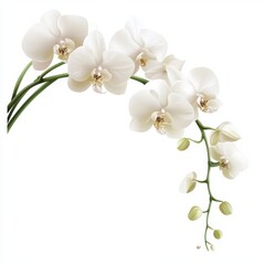 Naklejka premium Delicate white orchid branch with blooming flowers and unopened buds on white background