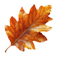 Isolated autumn oak leaf fall foliage seasonal nature background image on transparent background