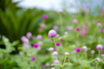 千日紅の花と緑に囲まれた風景