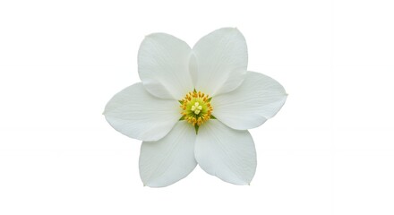 Obraz premium Close-up of a beautiful white flower with delicate petals, showcasing vibrant yellow and green center details against a clean white background, perfect for nature and floral concepts.