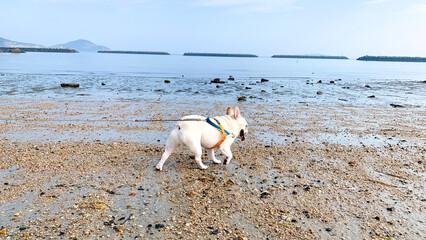 美濃ケ浜海浜公園を歩くフレンチブルドッグ