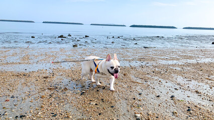 美濃ケ浜海浜公園を歩くフレンチブルドッグ
