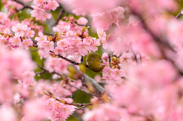 河津桜とメジロの春景色