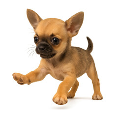 Obraz premium Clumsy Chihuahua Puppy