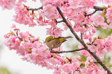 河津桜とメジロの春のひととき