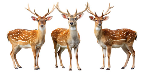 Obraz premium Three different deer standing side by side isolated on white background PNG