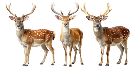 Obraz premium Three different deer standing side by side isolated on white background PNG