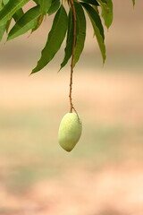 Mango on tree