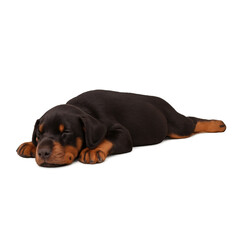 Fototapeta premium Sleeping Doberman Puppy
