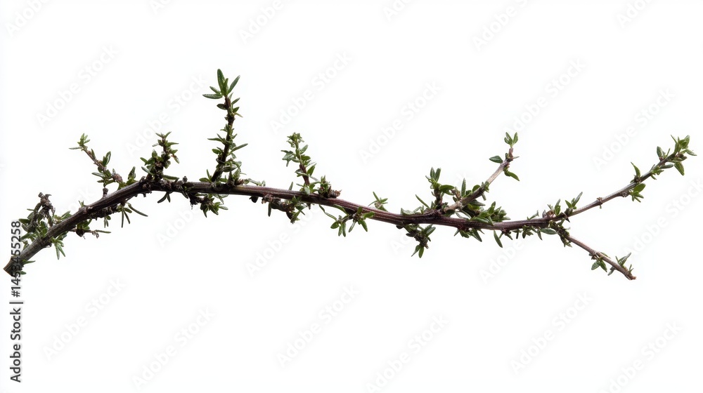 Poster delicate twig with small green leaves isolated on a clean white background perfect for design elemen