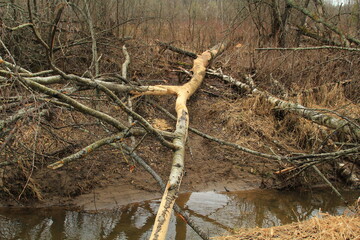 aspen felled and gnawed by beavers near a small river in the forest