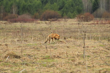 Red fox hunting in a spring field
