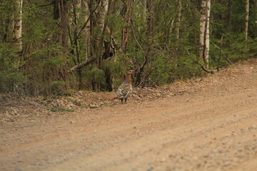 female wood grouse on a dirt road in spring