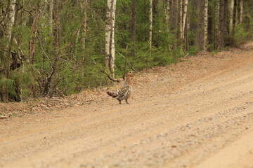 wood grouse on a dirt road in early May